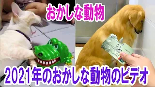 おかしな動物-2021年のおかしな動物のビデオ