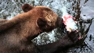 Brown Bear Eating Salmon Anan Creek Alaska 2013