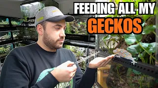 FEEDING MY PET GECKOS! Tokays, Cresties, Sand Geckos and more!