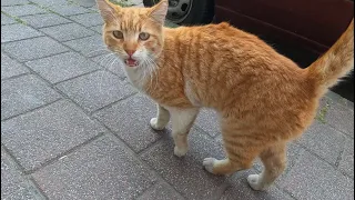 feeding street cats youtube，hungry street cat looking for food