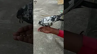 desi kabootar- desi kabutar ki pahchan desi kabutar white,,desi pigeons price#short #trending #viral