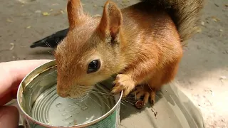 Кормлю очередную белку / Feeding the squirrel