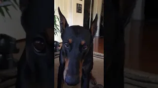 Doberman talking