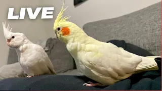 Tips How To Tame Your Cockatiel