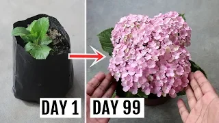 How to Grow Hydrangeas in Pots - Feeding, Pruning and Complete Care Guide