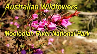 Australian Wildflowers – Mooloolah River National Park, Queensland