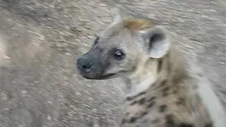 its just a hyena