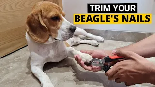 How to Trim your Beagle's Nails at Home - (Beagle Grooming Part 1)