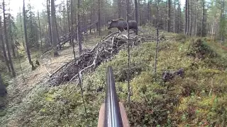 Hirvenkaato Mökälle (44) Moose hunting