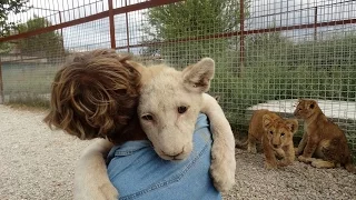 Львенок Тоша. Сафари парк львов. little lion Tosha. Park of lions Taigan