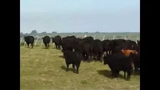 Vacas Angus com cria ao Pé  Lance Rural Certificado nº3 / 05.09.14 Expointer