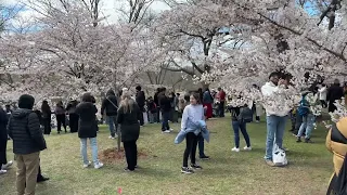 🔴  Toronto Live - Cherry Blossoms in High Park - April 21 2024