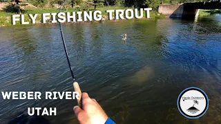 Fly Fishing for Brown Trout on the Weber River, Utah