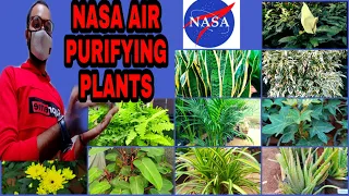 Indoor air purifying plant/Best air purifying plant/NASA air plant/Top 10 air purifying plant/Oxygen