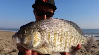 Fishing the California Coastline for BIG SURFPERCH (Best Eating Fish in the Surf)