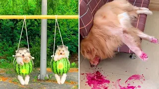 Tik Tok Chó Phốc Sóc Mini 😍 Funny and Cute Pomeranian #148