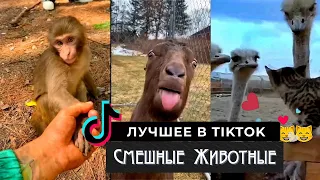 Лучшие Приколы tik tok, Смешные Животные  из тик ток. Смех до слез. Ржач. Угар. # 4