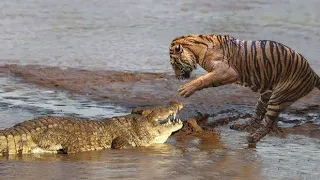 Tiger Frantically Attack Crocodile - Crocodile Too Unlucky Against Tiger