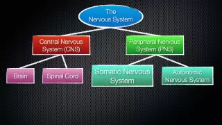 063 The Divisions of the Nervous System