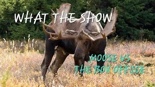 What The Show: Moose VS The Box Office