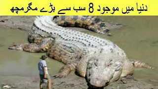 Top 8 Biggest Crocodiles In The World | Versatile dani