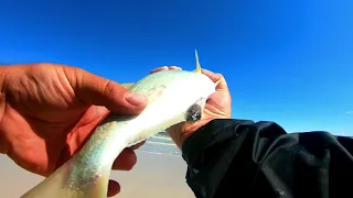 Surf Fishing with Fresh Sardines