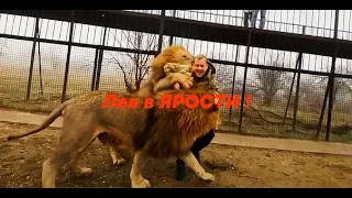 Лев  В ЯРОСТИ ! Гек нападает даже на  нас ! А вы говорите МИЛЫЕ КОТИКИ !