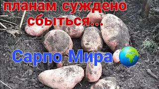 Супер урожайный картофель Сарпо Мира!!! Результат из двух кусочков...