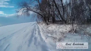 Охота на зайца по первому снегу. Первое тропление зайца в сезоне