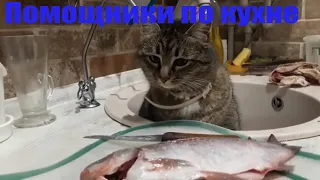 Коты- лучшие помощники по кухне .