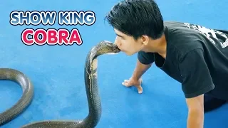 Krabi Show KING COBRA | Шоу с королевскими кобрами