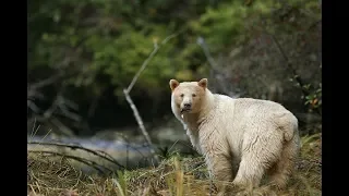 Дикая Канада  Вечная целина(National Geographic)