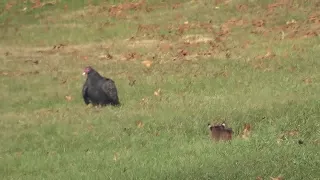 Bobcat & Turkey Vulture