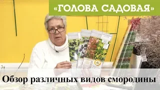 Голова садовая - Обзор различных видов смородины