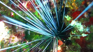 A long-spined black sea urchin ("Diadema setosum") in the waters of Kefalonia Island