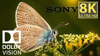 8k HDR 60 FPS Dolby Vision HDR 10 PLUS |  *Best of 2022* | * 8K Sony Demo* |