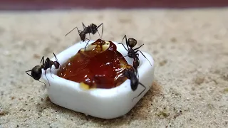 Sortie diapause - Camponotus nicobarensis
