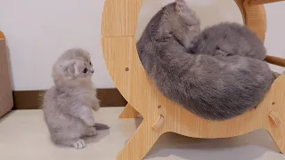 A kitten who is late for milk gets angry and bites his mother.