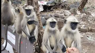 Junagadh to 🐒 monkey is funny 🤣, Junagadh tempal video,girnar video