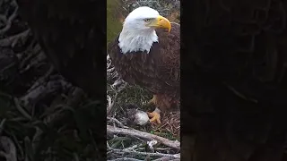 Audi the Bald  Eagle and the “wanna be egg”