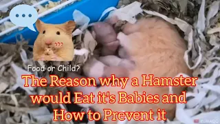 The Reason why a Hamster would Eat it's Babies and How to Prevent it