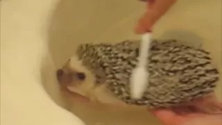 Hedgehog Bath time