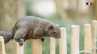 Un exemple d'espèce exotique envahissante : L'écureuil de Pallas