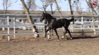 Жеребец Залп | ОАО Конный Завод им. Первой Конной Армии