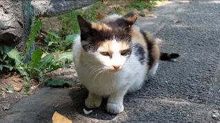 Calico Cat started his Friday with fear