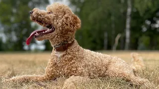 Все вещи Капуча | Что необходимо для содержания пуделя #poodle #dog