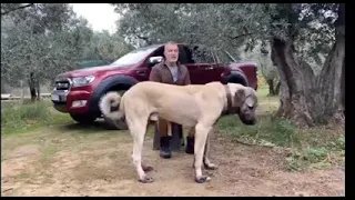 BARIŞ ÇİÇEK İN GERÇEK YÜZÜ.. KANGAL DİYE SATTIĞI KÖPEĞE BAKIN...