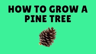 How to Grow Pine Trees and Spruce Trees From Seed