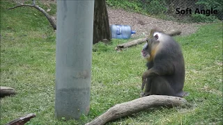 Mandrill | Mandrill in deep thinking | Columbus Zoo