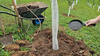 Why is it important to hoe and fertilize fruit trees and how to do it?!